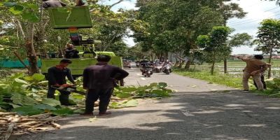 Penebangan pohon untuk akses keluar masuk armada untuk pengurugan pembuatan lapangan olah raga di komplek kantor Desa Gemeksekti